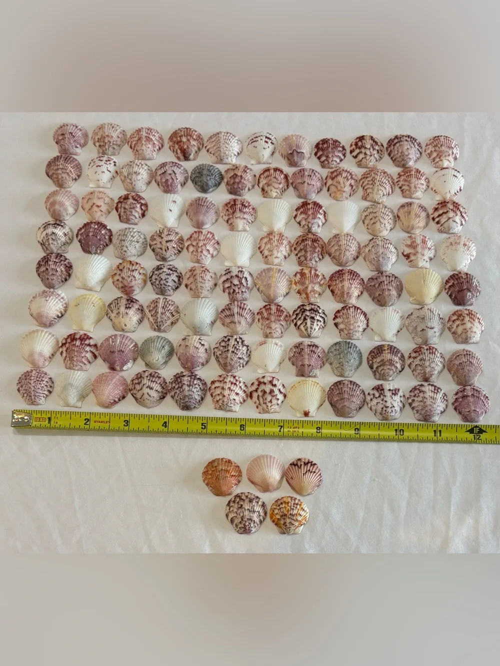 100 LOT SEA SHELLS SANIBEL, FLORIDA SCALLOPS 1